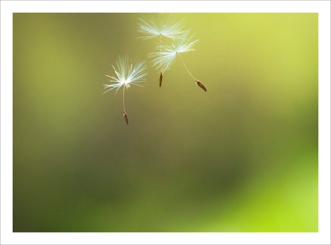 "Dandelion Seeds in Air" by Rosanne Haaland on Flickr